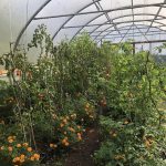 A polytunnel full of produce at Sharpham House gardens
