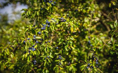 Join Sustainable Ashprington on a visit to a forest garden in September