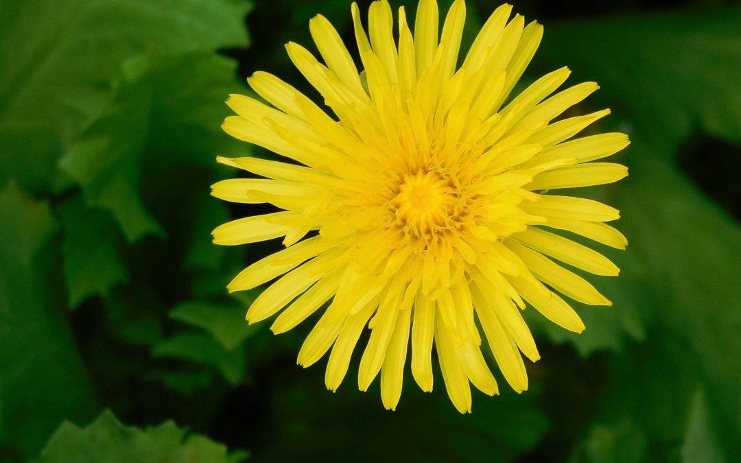 Community Connectors Diary Dates for April 2024