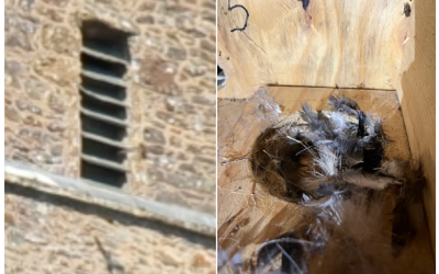 Swift success for nest boxes at St David’s Church