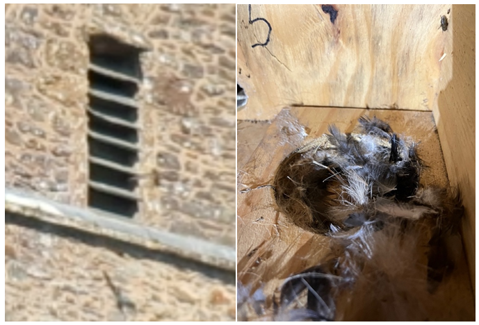 Swift success for nest boxes at St David’s Church