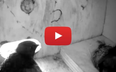 Swift Project June ’26 Update  “a pair of swifts”