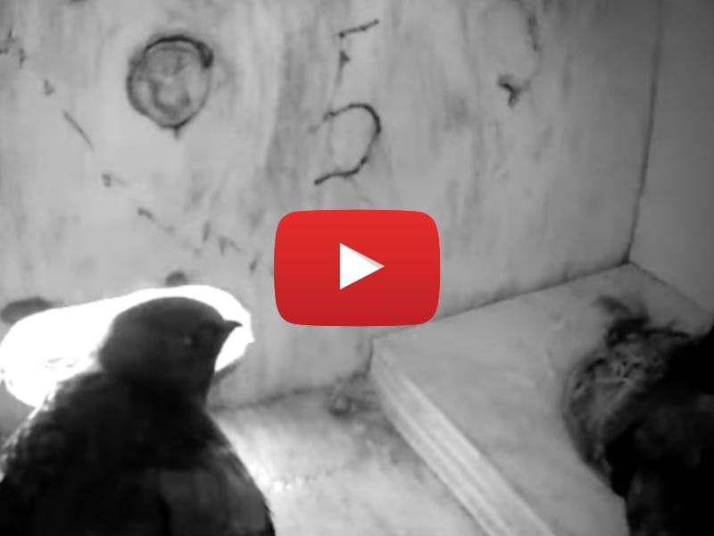 Swift Project June ’26 Update “a pair of swifts”